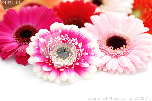 Image of gerbera flowers