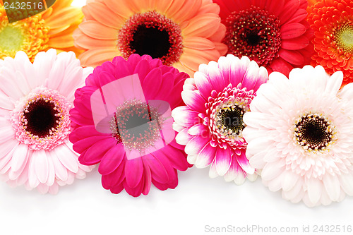 Image of gerbera flowers