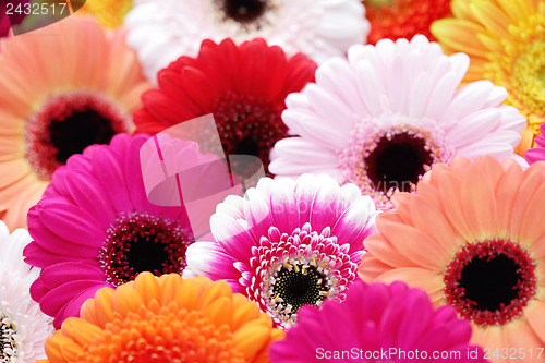 Image of gerbera flowers