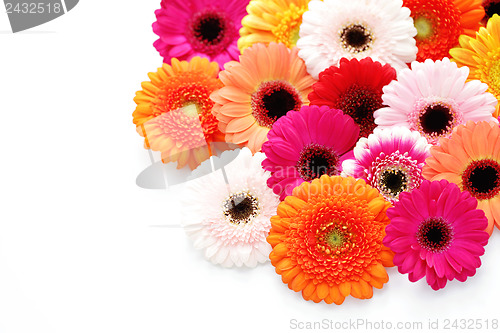 Image of gerbera flowers