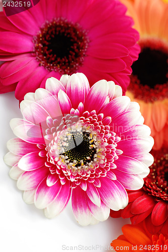 Image of gerbera flowers