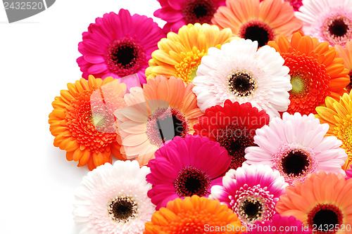 Image of gerbera flowers