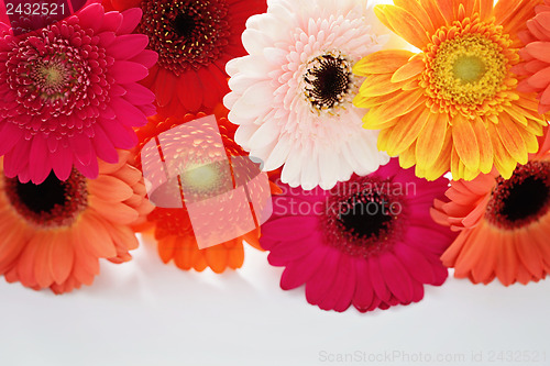 Image of gerbera flowers