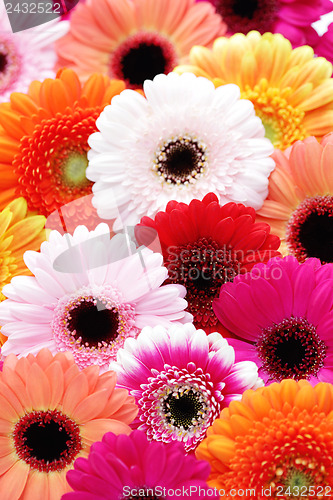 Image of gerbera flowers