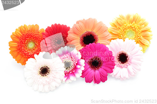 Image of gerbera flowers