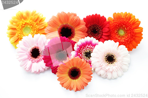 Image of gerbera flowers