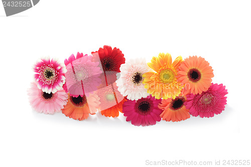 Image of gerbera flowers