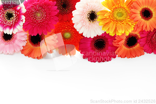 Image of gerbera flowers