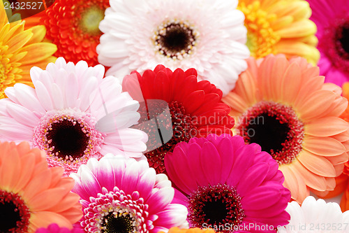 Image of gerbera flowers