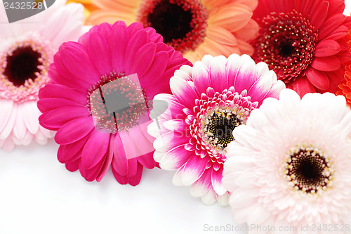 Image of gerbera flowers