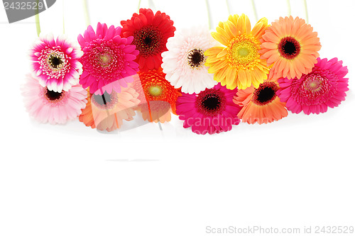 Image of gerbera flowers