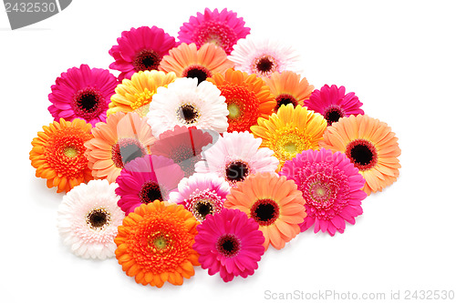 Image of gerbera flowers