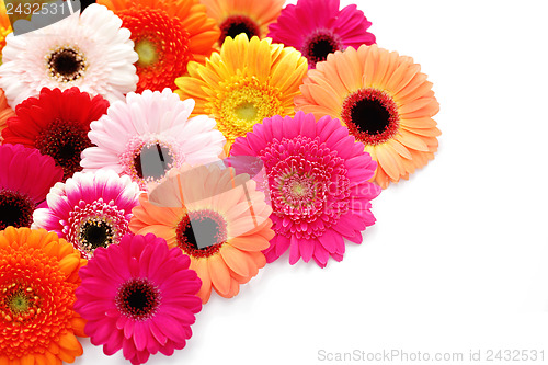 Image of gerbera flowers