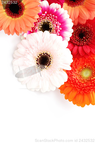 Image of gerbera flowers