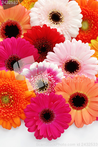 Image of gerbera flowers