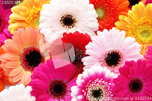 Image of gerbera flowers