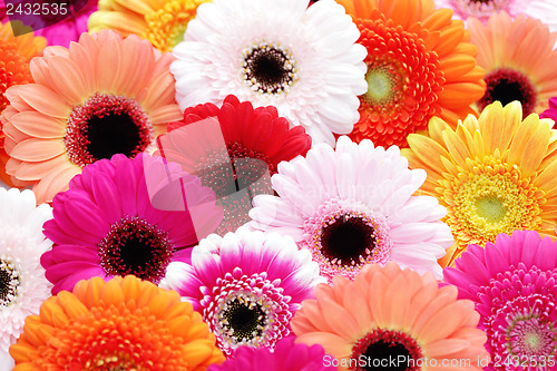 Image of gerbera flowers