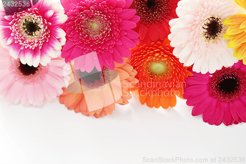 Image of gerbera flowers