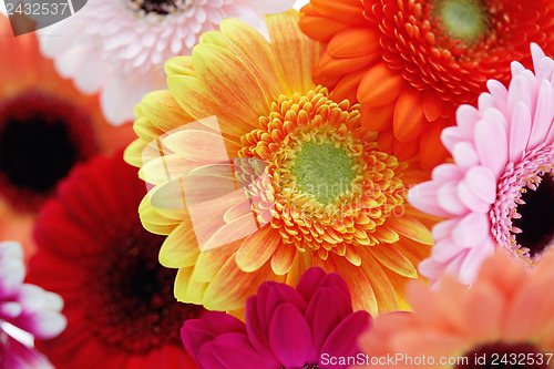 Image of gerbera flowers