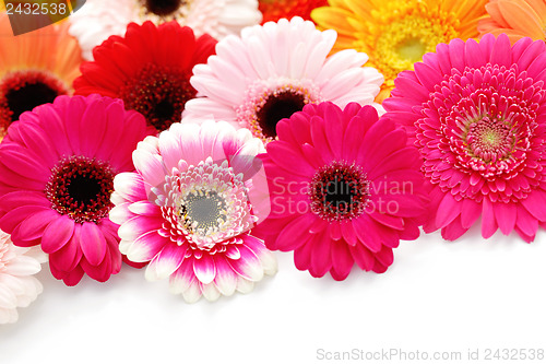 Image of gerbera flowers