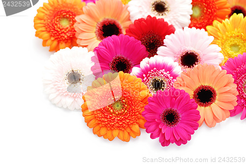 Image of gerbera flowers