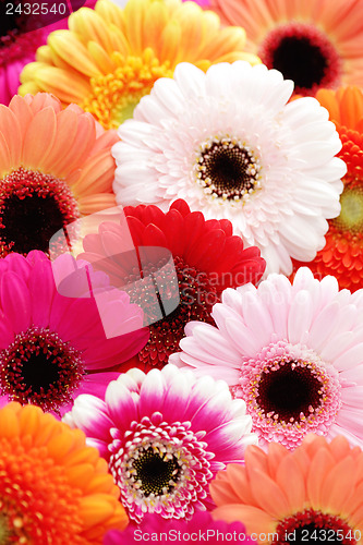 Image of gerbera flowers