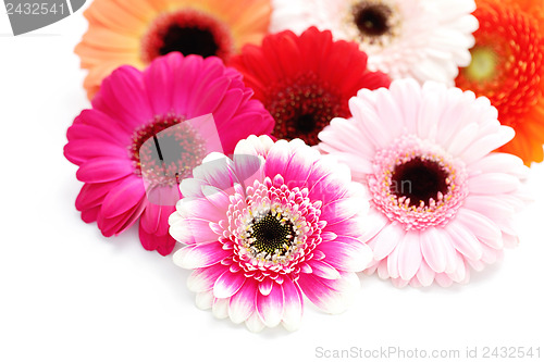 Image of gerbera flowers