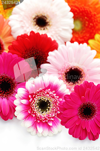 Image of gerbera flowers