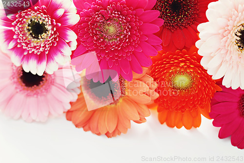 Image of gerbera flowers