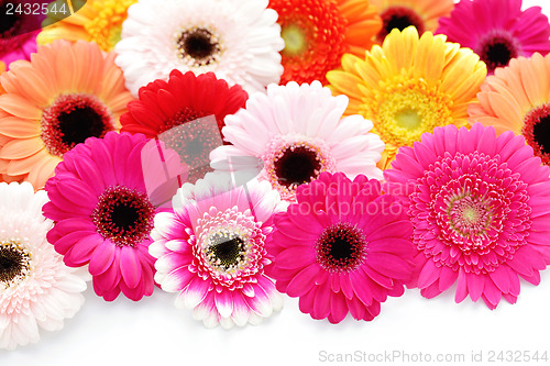 Image of gerbera flowers