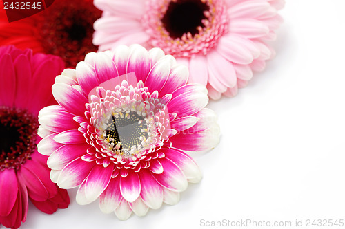 Image of gerbera flowers