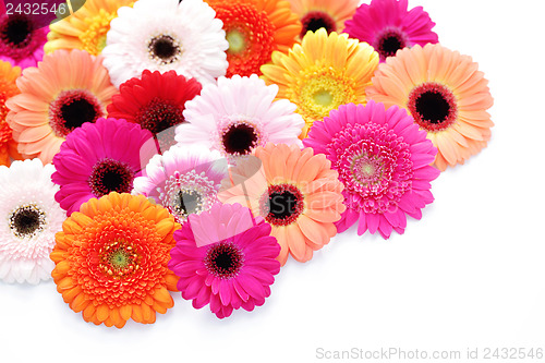 Image of gerbera flowers