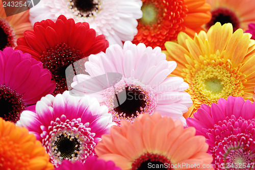 Image of gerbera flowers