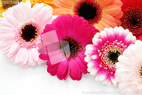 Image of gerbera flowers