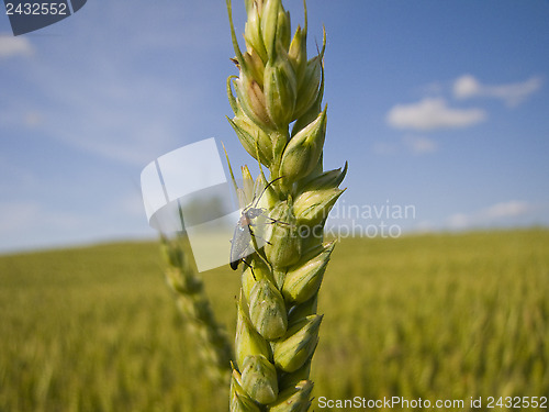 Image of Wheat and an insect close-up