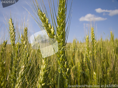 Image of Wheat close-up