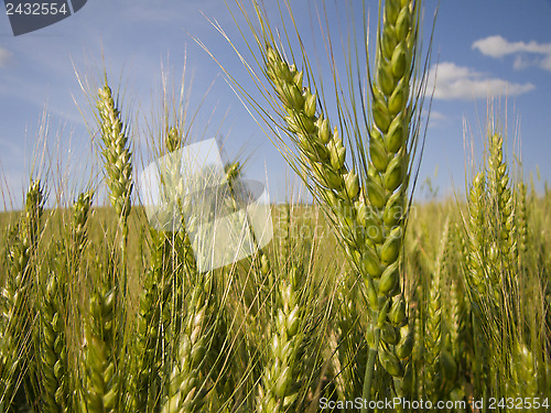 Image of Wheat close-up