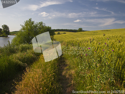 Image of Summer landscape