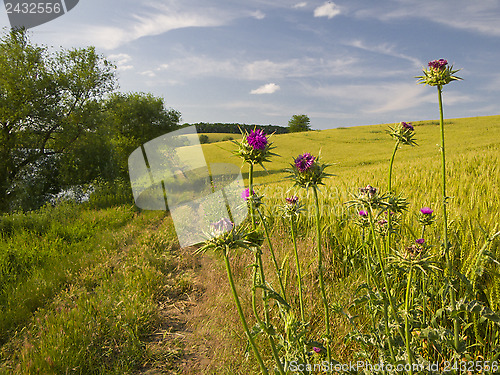 Image of Beautiful thistle -Cardus nutans