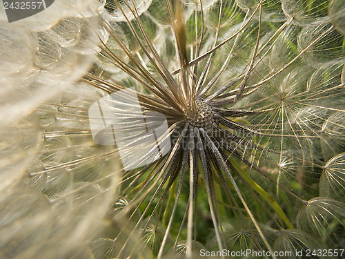 Image of Inside a dandelion