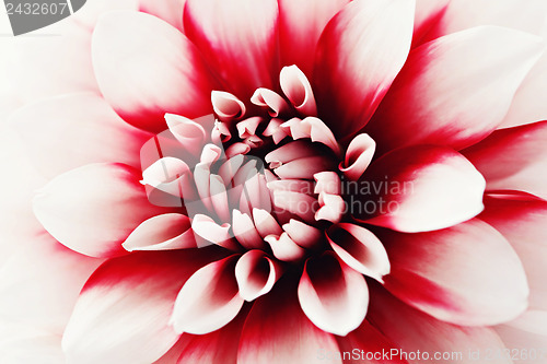 Image of dahlia