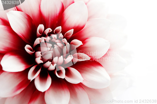 Image of dahlia