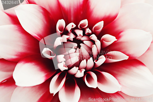 Image of dahlia