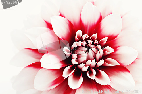 Image of dahlia