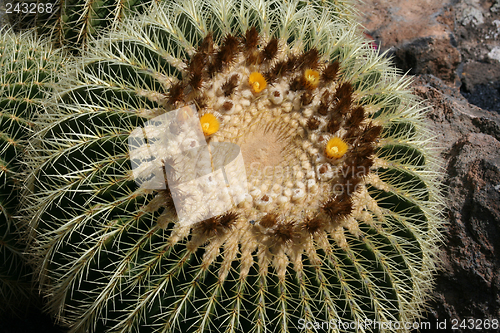 Image of Cactus