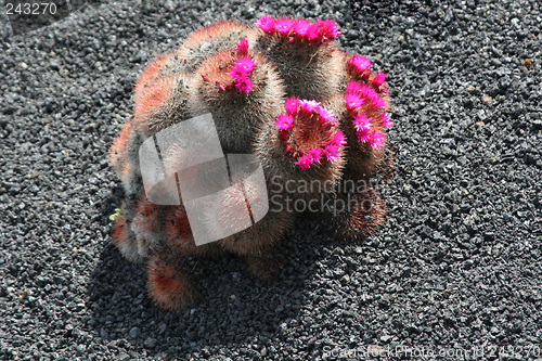 Image of Cactus