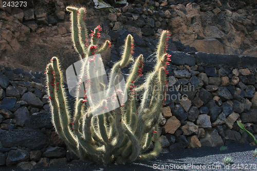 Image of Cactus