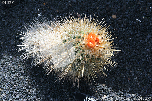 Image of Cactus
