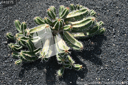 Image of Cactus