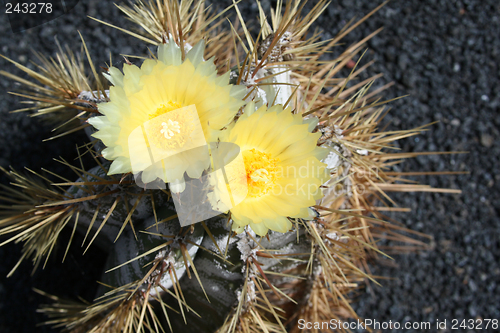 Image of Cactus